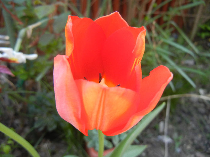 Tulipa Orange Bouquet (2013, April 24)