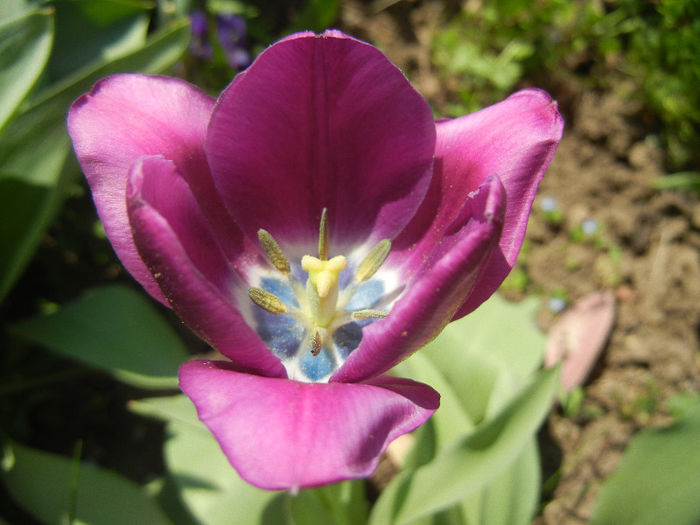 Tulipa Recreado (2013, April 24)