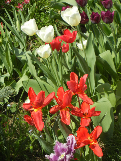 Tulips (2013, April 24)