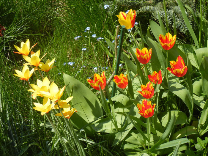 Tulips (2013, April 24) - LALELE_TULIP CLASSES