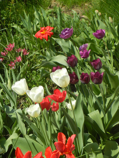 Tulips (2013, April 24) - LALELE_TULIP CLASSES