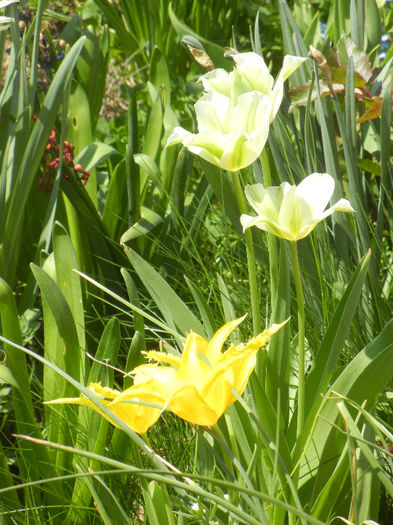 Tulips (2013, April 24) - LALELE_TULIP CLASSES