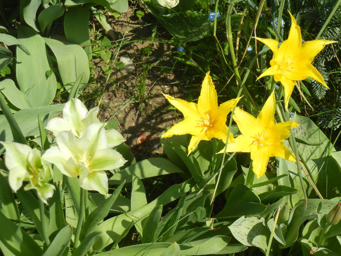 Tulips (2013, April 24)