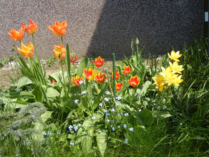 Tulips (2013, April 24) - LALELE_TULIP CLASSES