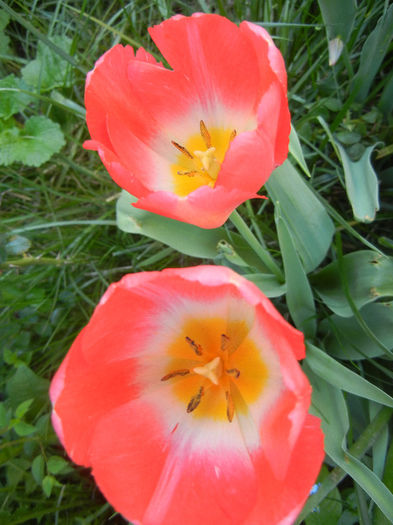 Tulipa Judith Leyster (2013, April 25)