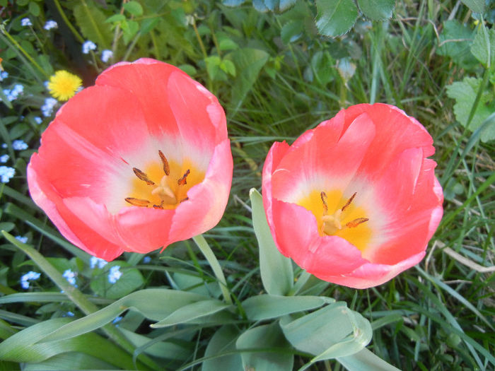 Tulipa Judith Leyster (2013, April 26) - Tulipa Judith Leyster