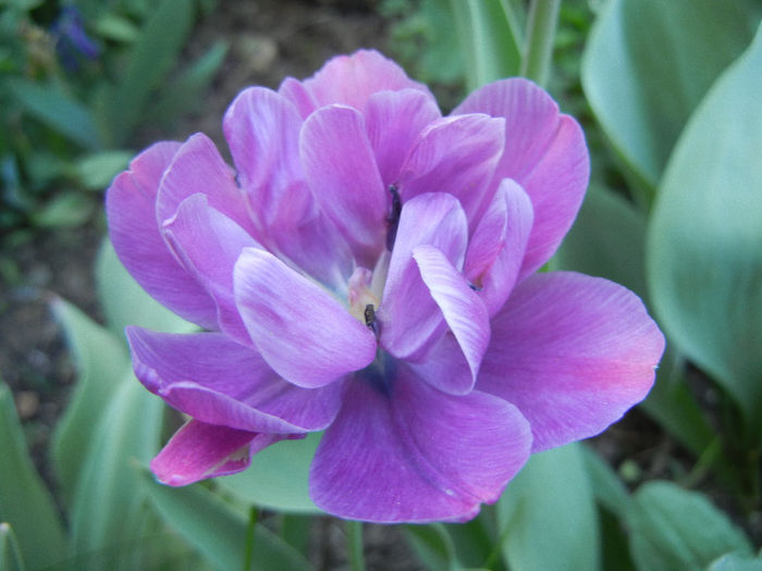 Tulipa Blue Diamond (2013, April 25) - Tulipa Blue Diamond