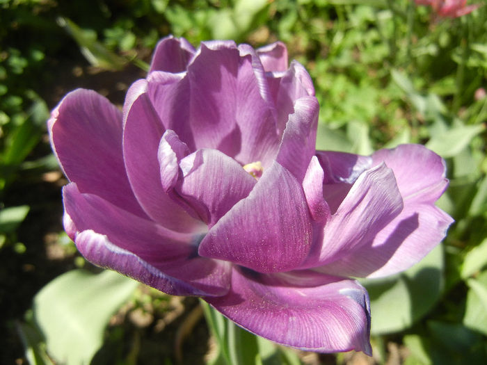 Tulipa Blue Diamond (2013, April 26) - Tulipa Blue Diamond