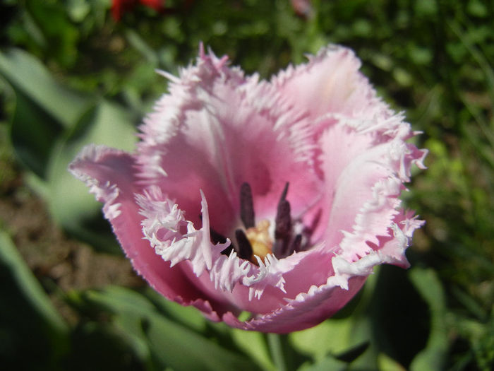 Tulipa Canova (2013, April 26) - Tulipa Canova