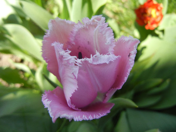 Tulipa Canova (2013, April 26)