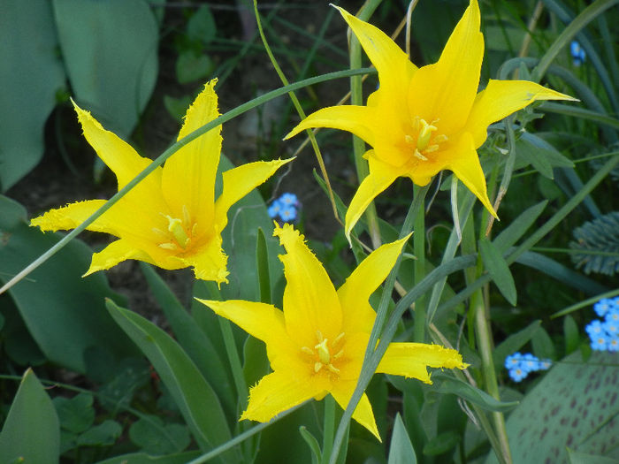 Tulipa Cistula (2013, April 25) - Tulipa Cistula