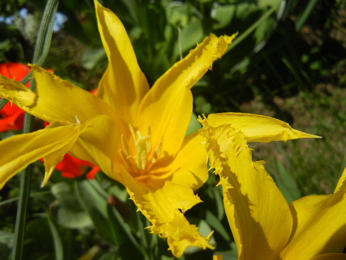 Tulipa Cistula (2013, April 26) - Tulipa Cistula