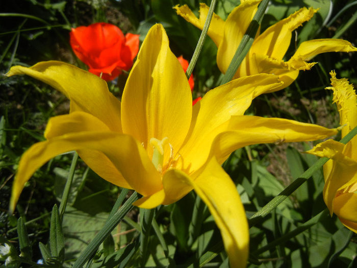 Tulipa Cistula (2013, April 26)