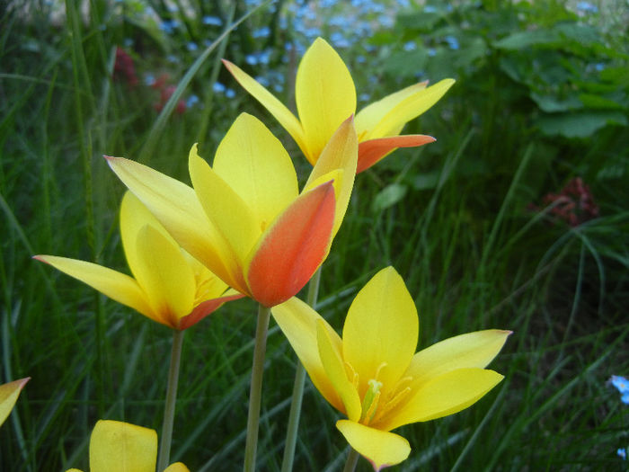 Tulipa clusiana Chrysantha (2013, Apr.25) - Tulipa Chrysantha