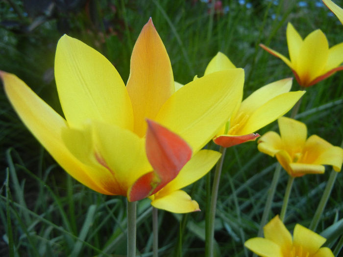 Tulipa clusiana Chrysantha (2013, Apr.25)