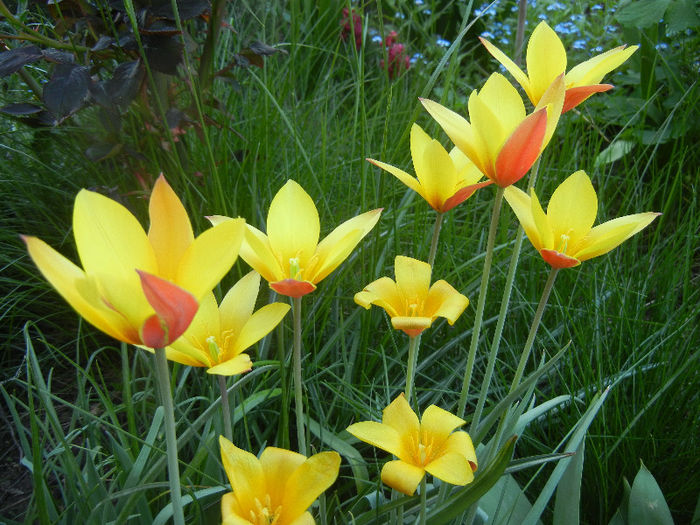 Tulipa clusiana Chrysantha (2013, Apr.25) - Tulipa Chrysantha