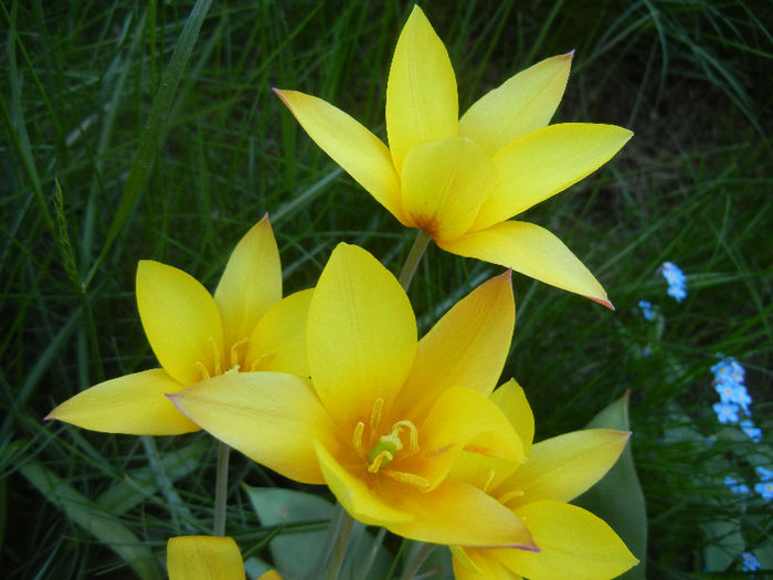Tulipa clusiana Chrysantha (2013, Apr.25)