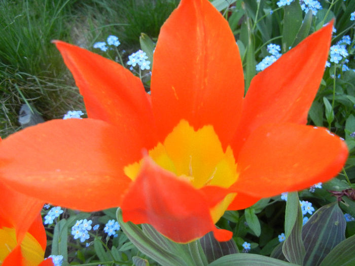 Tulipa Juan (2013, April 25)