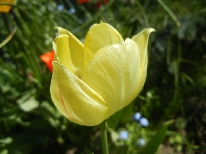 Tulipa La Courtine (2013, April 26)