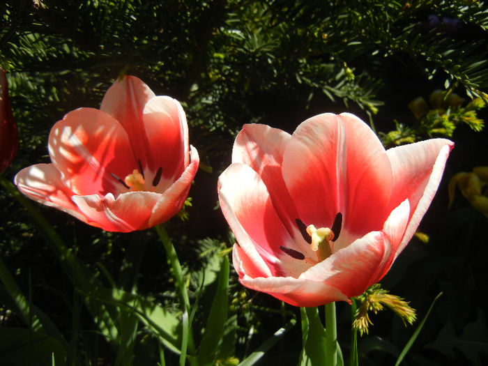 Tulipa Leen van der Mark (2013, April 25)