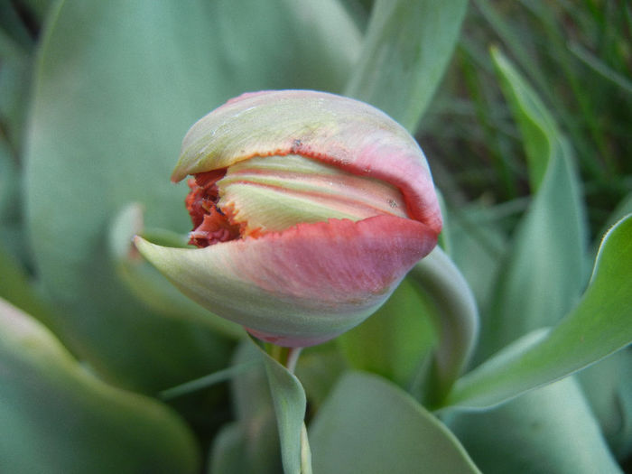 Tulipa Maroon (2013, April 25) - Tulipa Maroon