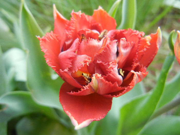 Tulipa Maroon (2013, April 25) - Tulipa Maroon