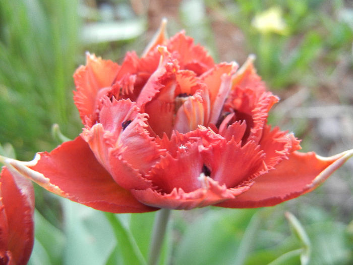 Tulipa Maroon (2013, April 25) - Tulipa Maroon