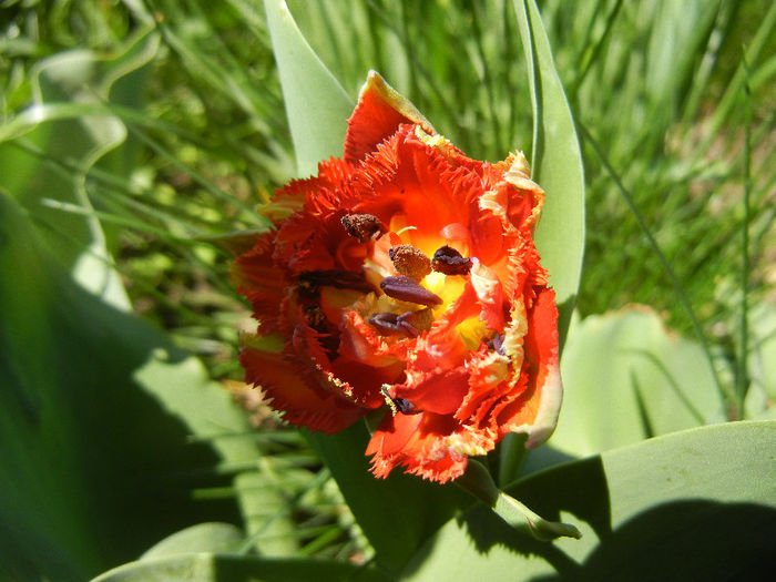 Tulipa Maroon (2013, April 26)