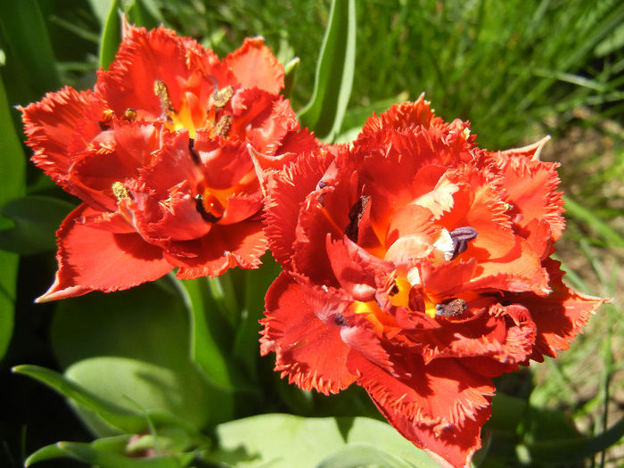 Tulipa Maroon (2013, April 26)