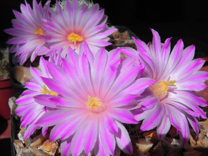 Mammillaria napina - cactusi 2013