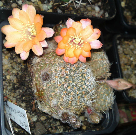 REBUTIA HAAGEI V. MUDANENSIS R 689