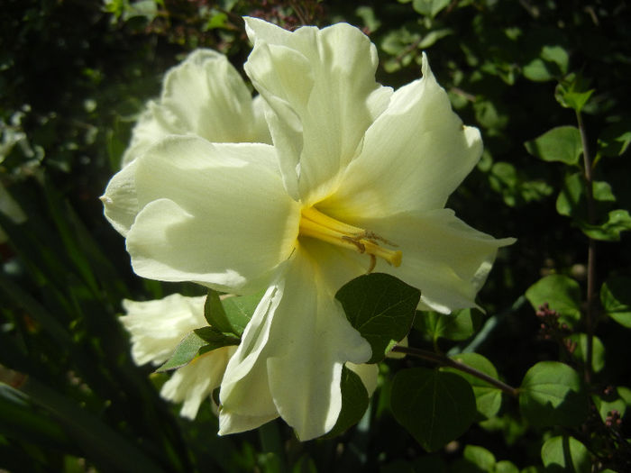 Narcissus Cassata (2013, April 26)