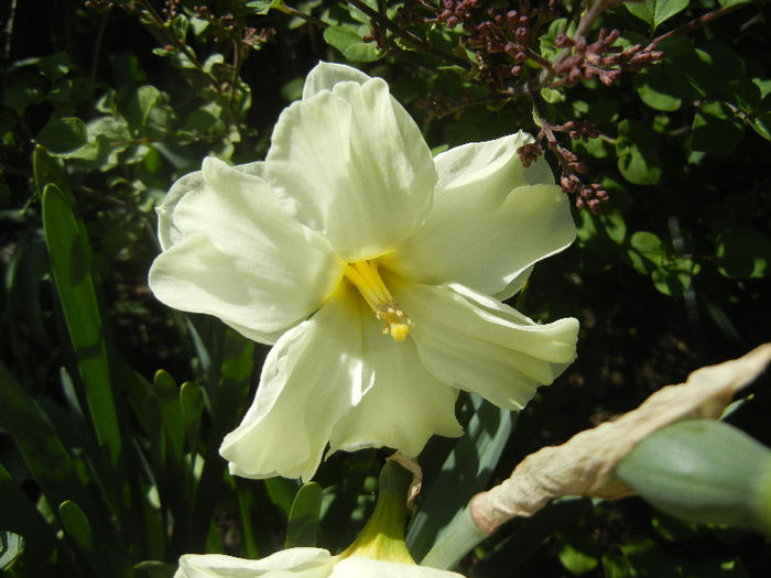 Narcissus Cassata (2013, April 26) - Narcissus Cassata