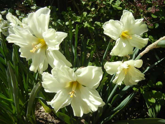 Narcissus Cassata (2013, April 26) - Narcissus Cassata