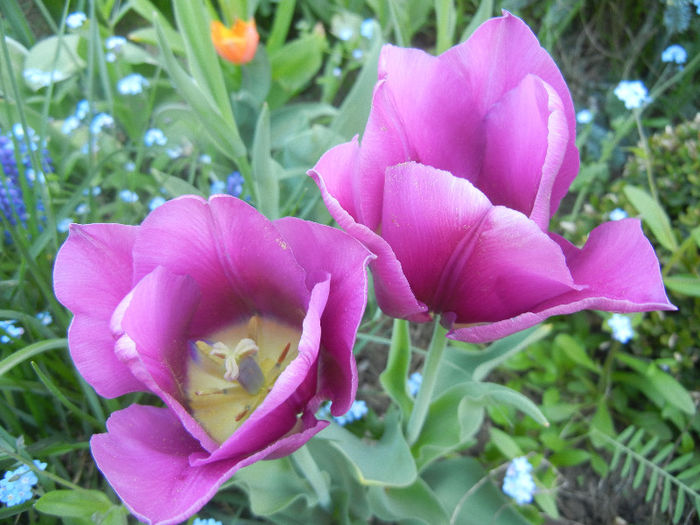 Tulipa Maytime (2013, April 25)