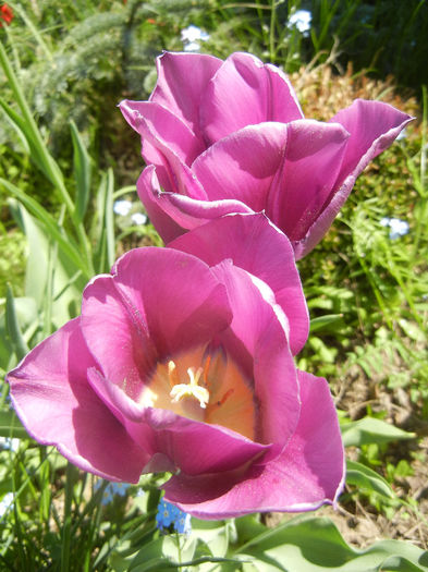 Tulipa Maytime (2013, April 26)