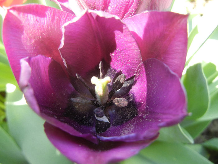 Tulipa Negrita (2013, April 26) - Tulipa Negrita