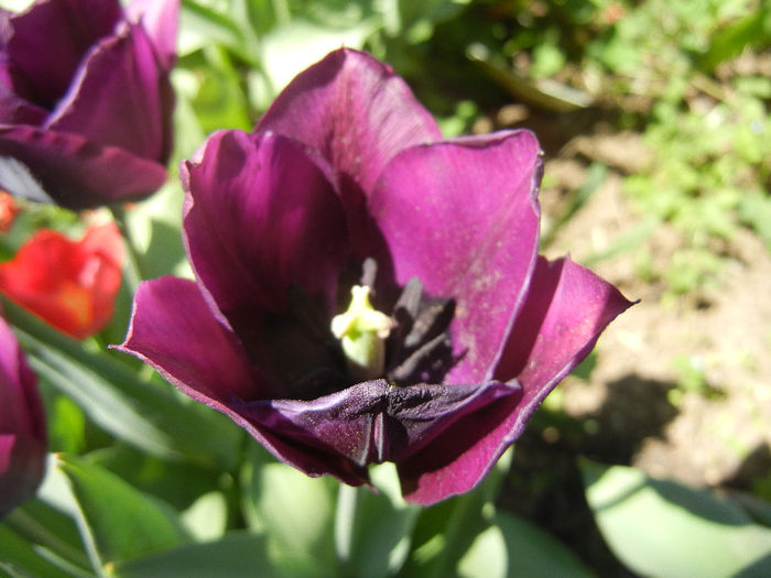 Tulipa Negrita (2013, April 26)