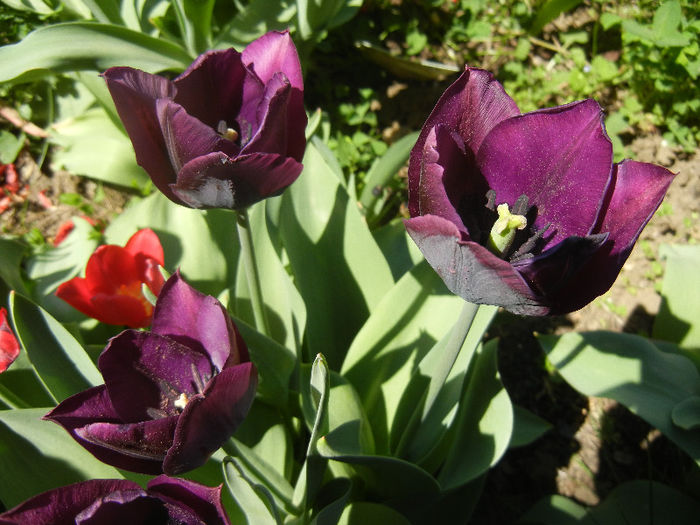 Tulipa Negrita (2013, April 26)