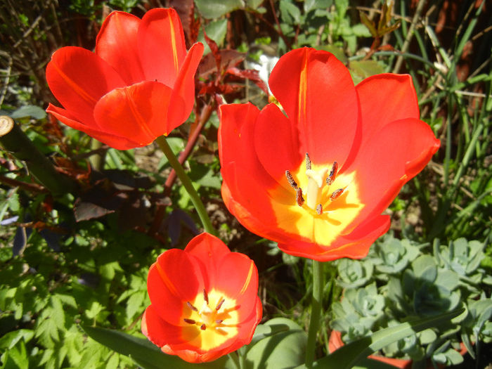 Tulipa Orange Bouquet (2013, April 25)