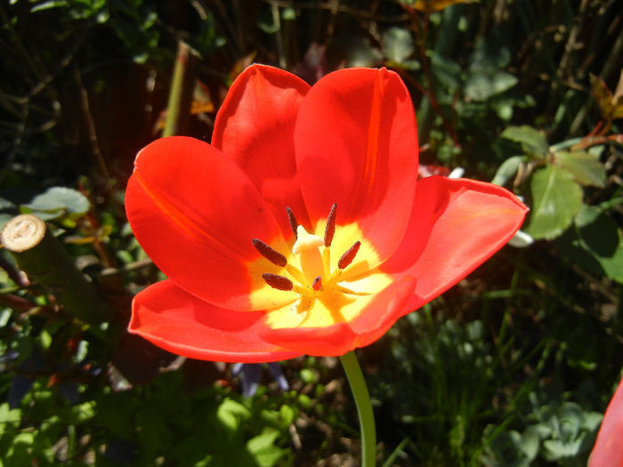 Tulipa Orange Bouquet (2013, April 25) - Tulipa Orange Bouquet