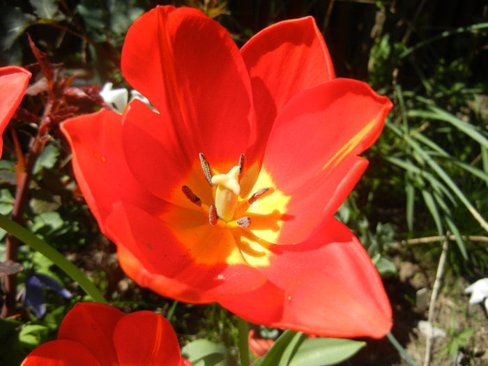 Tulipa Orange Bouquet (2013, April 25) - Tulipa Orange Bouquet