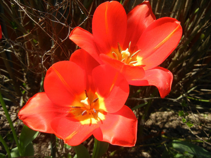 Tulipa Orange Bouquet (2013, April 26)