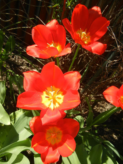 Tulipa Orange Bouquet (2013, April 26)