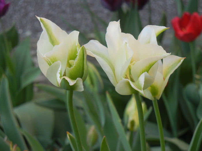 Tulipa Spring Green (2013, April 25) - Tulipa Spring Green