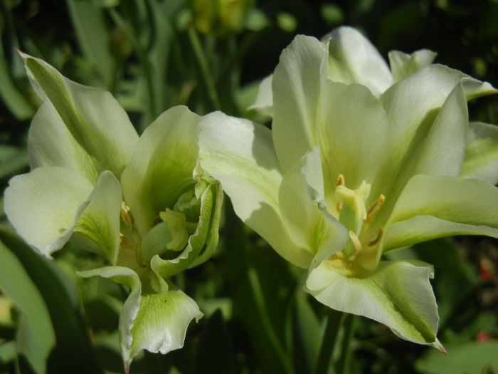Tulipa Spring Green (2013, April 26) Tulipa Spring Green (2013, April 26)