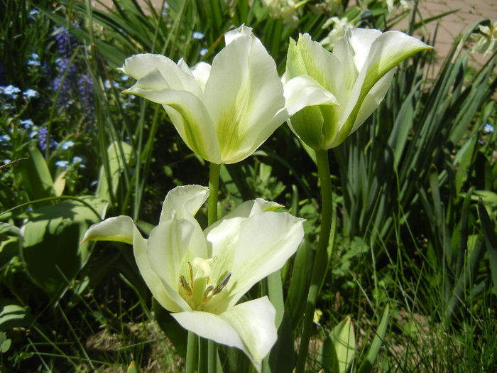 Tulipa Spring Green (2013, April 26) - Tulipa Spring Green