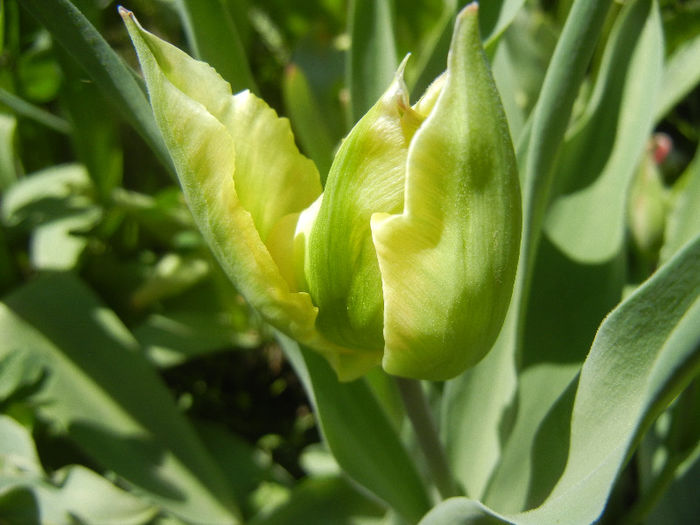 Tulipa Hummingbird (2013, April 25) - Tulipa Hummingbird