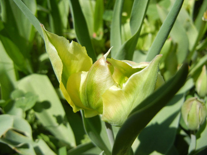 Tulipa Hummingbird (2013, April 26) - Tulipa Hummingbird