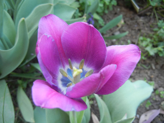 Tulipa Recreado (2013, April 25) - Tulipa Recreado